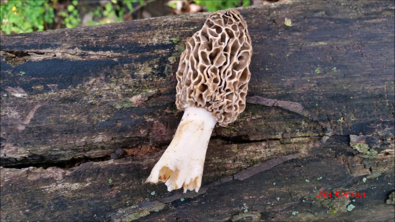 Midwest Mushroom Hunting 