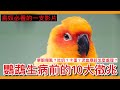 精華！10個鸚鵡生病的「重要」徵兆！對「養鳥人」最重要的一隻影片！10 signs that a parrot is sick!【鸚鵡小木屋】【養鳥必看】