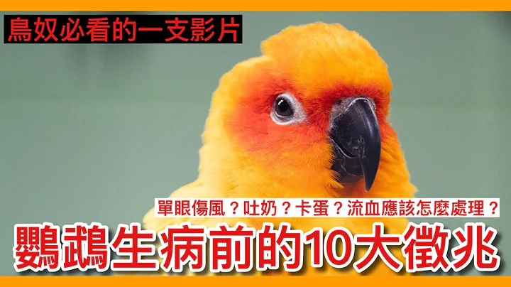 精華！10個鸚鵡生病的「重要」徵兆！對「養鳥人」最重要的一隻影片！10 signs that a parrot is sick!【鸚鵡小木屋】【養鳥必看】 - 天天要聞