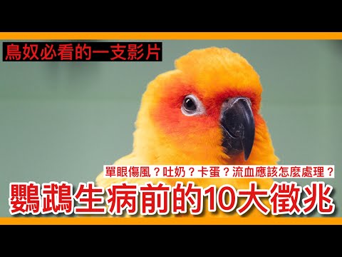 精華！10個鸚鵡生病的「重要」徵兆！對「養鳥人」最重要的一隻影片！10 signs that a parrot is sick!【鸚鵡小木屋】【養鳥必看】