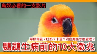 精華！10個鸚鵡生病的「重要」徵兆！對「養鳥人」最重要的一隻影片！10 signs that a parrot is sick!【鸚鵡小木屋】【養鳥必看】