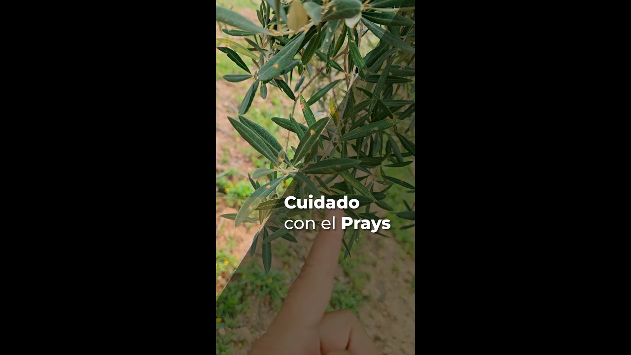 CUIDADO CON EL PRAYS - OLIVAR
