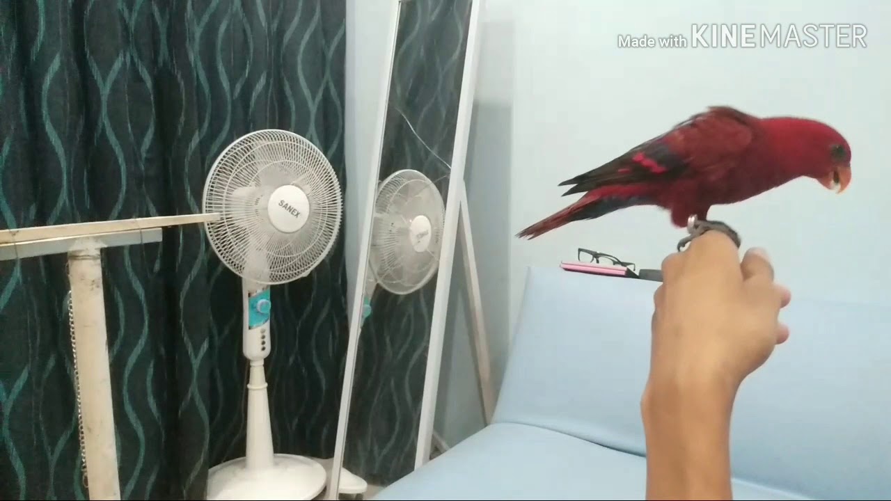 Cara Menjinakkan Burung Nuri, Latihan Nuri FTM part 4