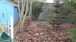 Best Rake for Clearing Leaves