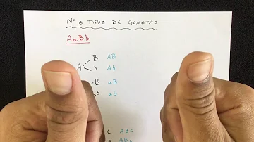 O que contém Cada gameta?