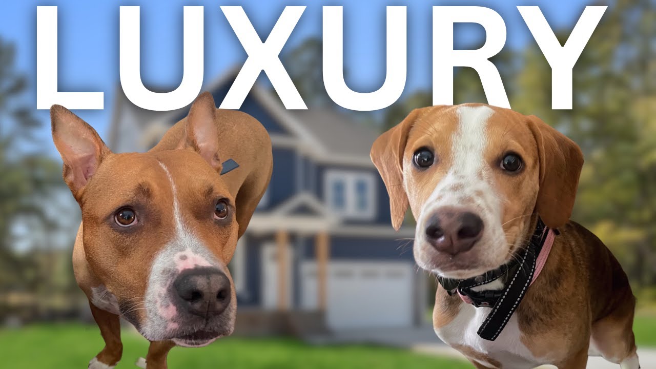 Best Home Upgrades For Your Dog