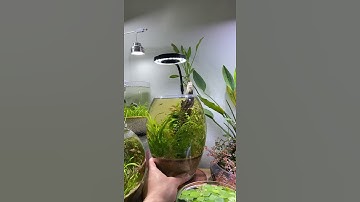 Bể cá cảnh, Bể cá Mini, Tiểu cảnh mini, Mini aquarium, Nano aquarium, small aquarium