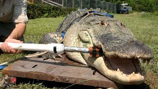 Strongest Bite Force in the World: The Saltwater Crocodile!
