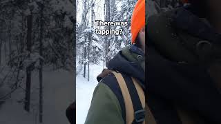 boreal deep short. What was that second round of sounds? Unusual.#asmr #mystery #cryptozoology