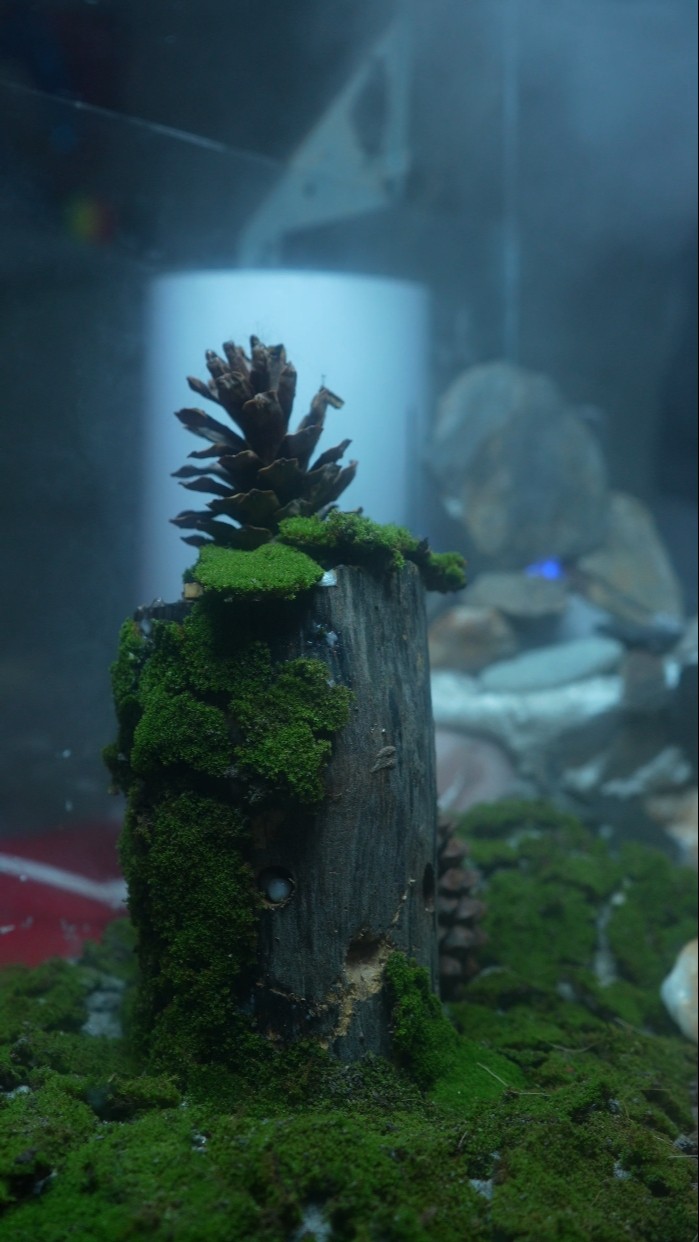 Tiger Centipede Ecosystem Part - 2 #shorts #bluebox