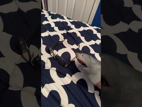 SB Short: Shark