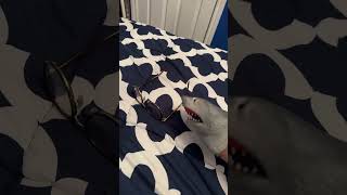 SB Short: Shark Puppet wears glasses! #shorts