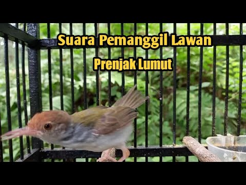 Prenjak Lumut Gacor || Suara pemanggil Lawan