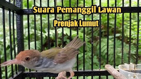 Prenjak Lumut Gacor || Suara pemanggil Lawan