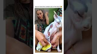 Sphynx cat being tattooed? Sphynx cat being tattooed?