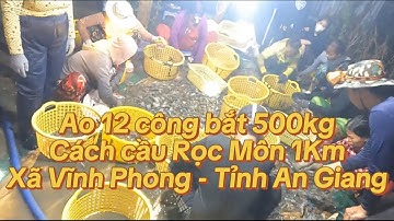 Ao 12 công bắt 500kg tôm càng lúc 3 giờ sáng cách cầu Rọc Môn 1km - Xã Vĩnh Phong - Tỉnh An Giang