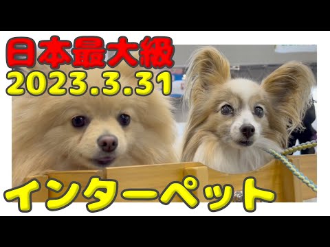 【インターペット2023】絶対欲しい無料でもらえるグッズやイベント初出店情報をご紹介 #イベント#東京#犬#猫