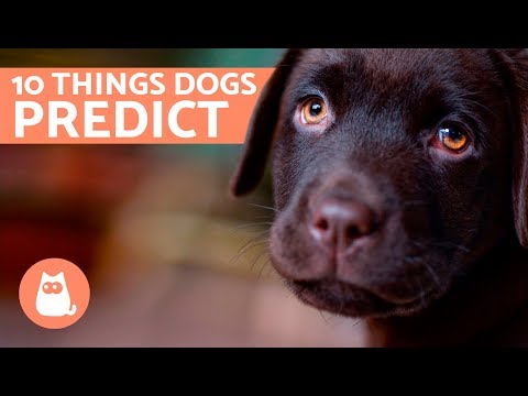 Video: Why Do Dogs Behave Strangely During A Thunderstorm? - Alternative View