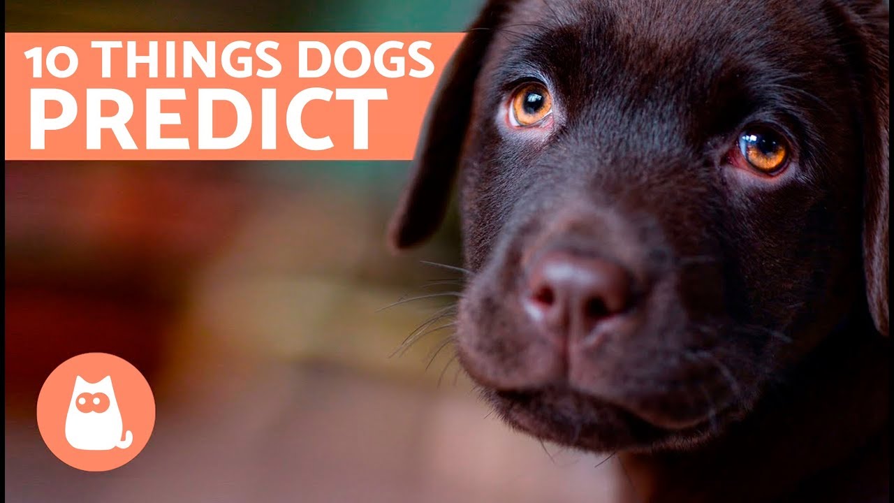 10 Things Dogs Predict