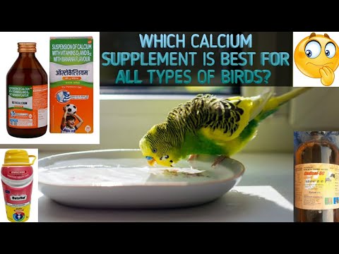 Which Calcium Supplement Is Best For All Types Of Birds Photo Inspiration