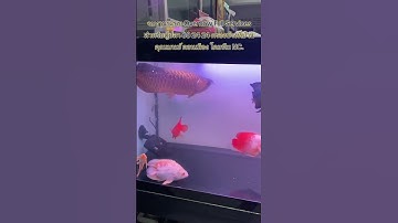 จบงานระบบ Overflow Full Services สำหรับตู้ปลา 60 24 24 กรองข้างที่บ้านคุณเบนซ์ ดอนเมือง โดยทีม NC. 👍