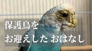 昨年12月に保護鳥をお迎えした時のお話です　　pinohana 　old bird　Budgerigar　protected bird　foster parents