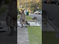 ‘Aussie neighbourhood watch’: Muscular kangaroo guards over grazing mob in New South Wales