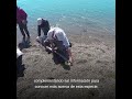 Temaikèn - Proyecto Tiburón Gatopardo