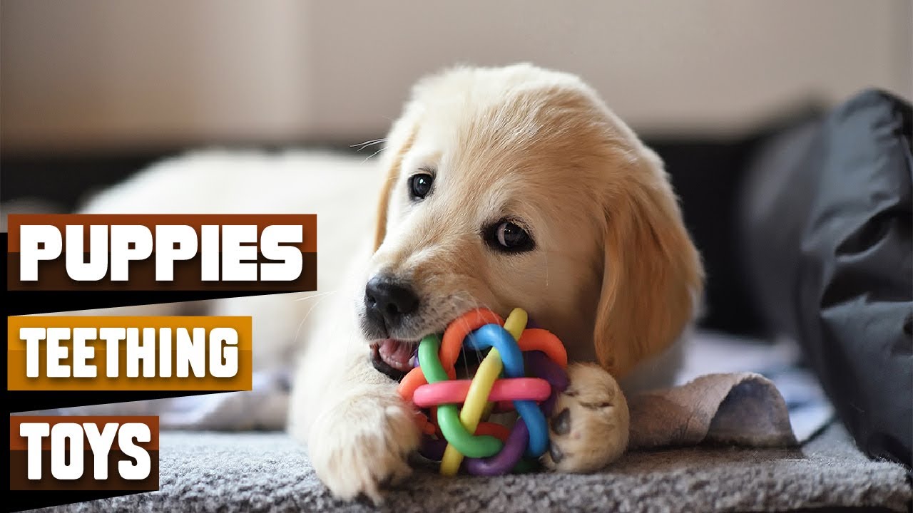 Teething Toys For Puppies : Amazing Teething Toys in 2026