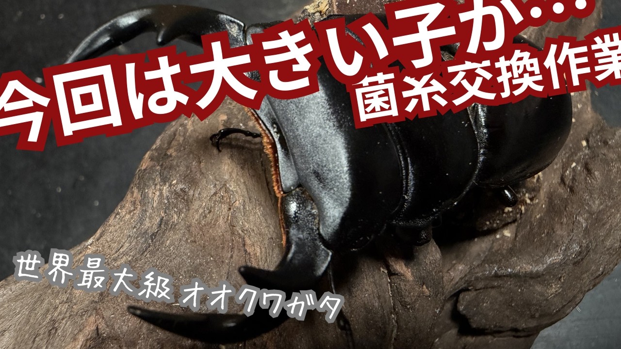 初飼育産地の世界最大級のオオクワガタの菌糸交換。大きい子出てきて欲しい。