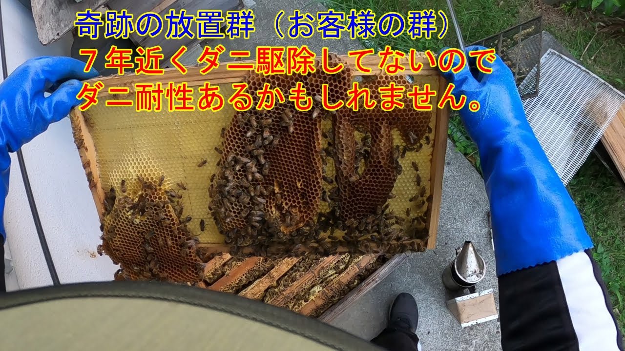 【養蜂家も苦笑い】７年近くダニ駆除無しで生き続ける群【ワイルド群】
