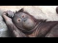 My mother is busy with a baby, and I'm busy being in puberty! by Api ママは赤ちゃんで大忙し、僕は思春期で大忙し!オランウータン
