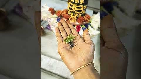 शमी पत्र के साथ काली तिल #प्रदीपमिश्रजी #शिवमहापुराणकथा #म्हादेवभक्त #शिवलिंग #शमीपत्र