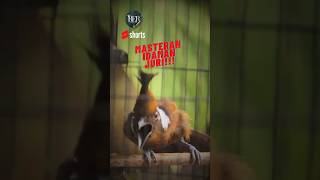 Masteran Idaman Juri Cililin