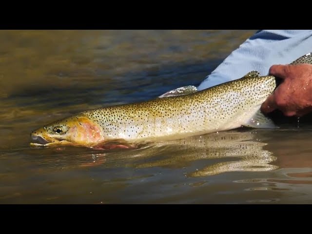 ORVIS - Tightline Nymphing For Beginners 