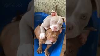 Baby Pitbull Transformation  Dog Details shorts viralshorts doglovers dog share