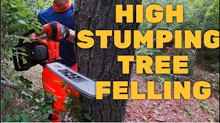How To Cut A Rotted Tree Down! High Stump Is The KEY!