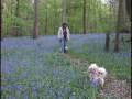 Dandie Dinmont Terrier Dogs Walking in a Bluebell Wood in the Spring in England
