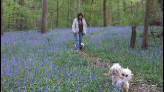 Dandie Dinmont Terrier Dogs Walking in a Bluebell Wood in the Spring in England by CanineArtConnections 3,514 views 15 years ago 37 seconds