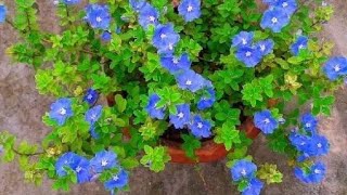 How to grow simple Blue Daze flowers, with many beautiful year-round flowers