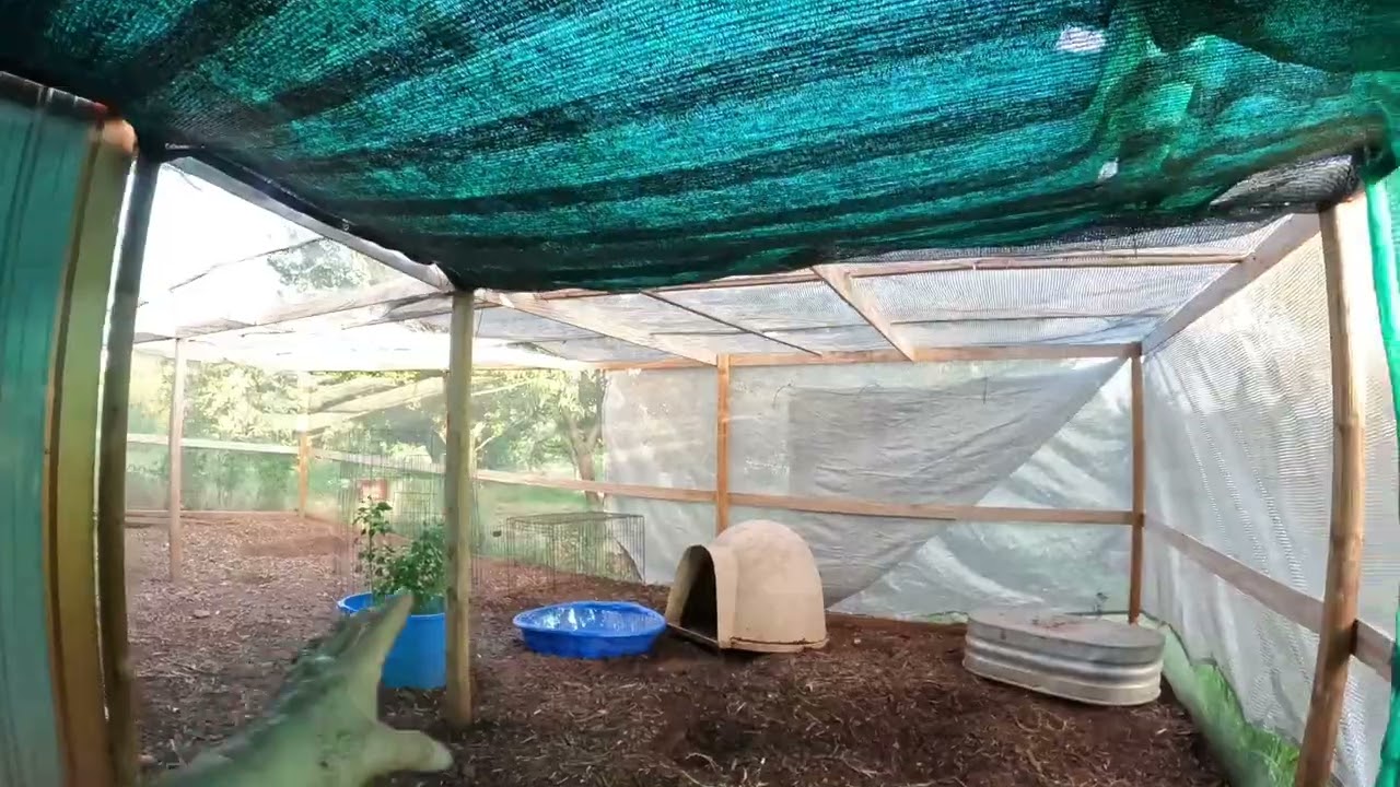 Preparing For Dangerous Heat Shade in Cloth On The Chicken Run