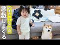柴犬とは違い、お婆ちゃんがいないと急にイタズラっ子になる2歳児が可愛すぎました笑