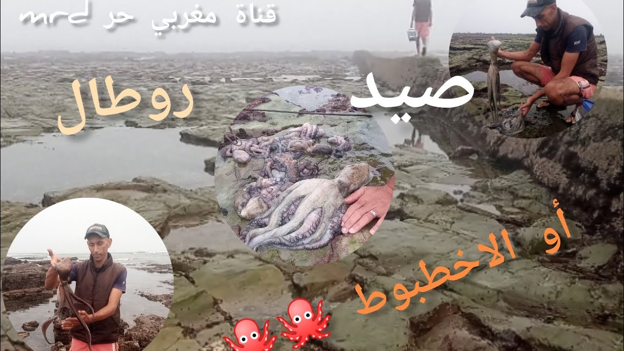 أحسن جو لصيد #الاخطبوط 🐙 أو #روطال 🐙 أو #ازيز🐙 بأسهل طريقة دخل تشوف 👈 الحصيلة 👌