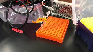 How to Perform Nematode PCR and Gel Electrophoresis (Worcester Polytechnic Institute)