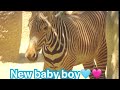 Grevy’s Zebra baby boy🩵💖😄Kahlfani’s second son, 3rd foal 🦓💖ゼブラの赤ちゃん男の子、カルファニの3番目の子🌹🦋