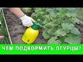 ЧЕМ ПОДКОРМИТЬ ОГУРЦЫ УДОБРЕНИЕ