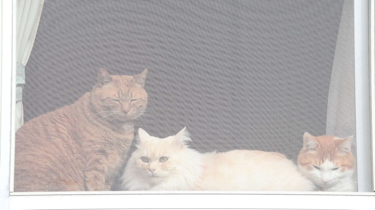 窓辺の猫 窓辺の猫シリーズ5《 さっき友達できた♡ 》 A4サイズ複製