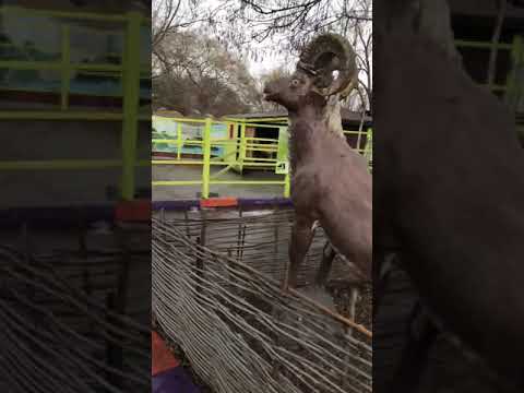 Зоопарк в чечне Зоопарк в чечне