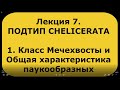 Зоология беспозвоночных. Лекция 7. Подтип  CHELICERATA. Общая характеристика паукообразных