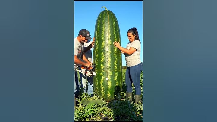 How to recognize a good watermelon from the outside
